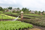Công nghệ sản xuất rau an toàn cho nông dân